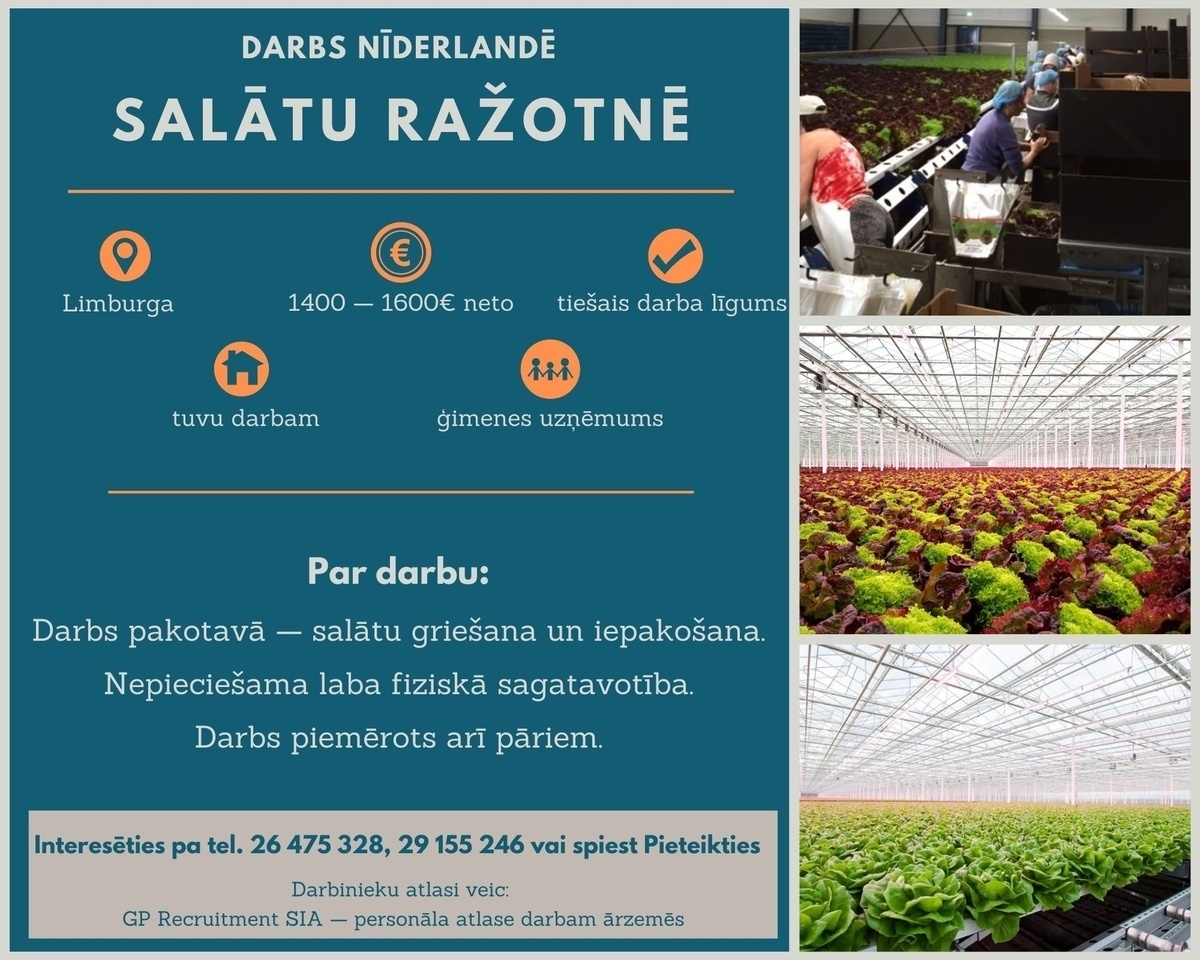 GP Recruitment, SIA Nīderlandē — salātu pakotāji/griezēji siltumnīcā